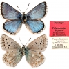 polyommatus arzanovi paratype